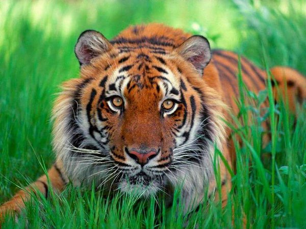 4. Малайский тигр (лат. Panthera tigris jacksoni) — третий по количеству особей подвид, обитающий в ...