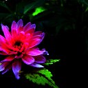 ���� Vidas, ��������, 64 ���� - ��������� 14 ������� 2017 � ������ ������ ��������