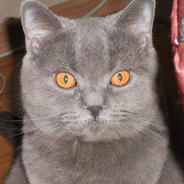 ���� �����, ������������, 47 ��� - ��������� 4 ���� 2017