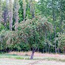 ���� Pevril, ������, 54 ���� - ��������� 17 ������� 2017 � ������ ������ ��������