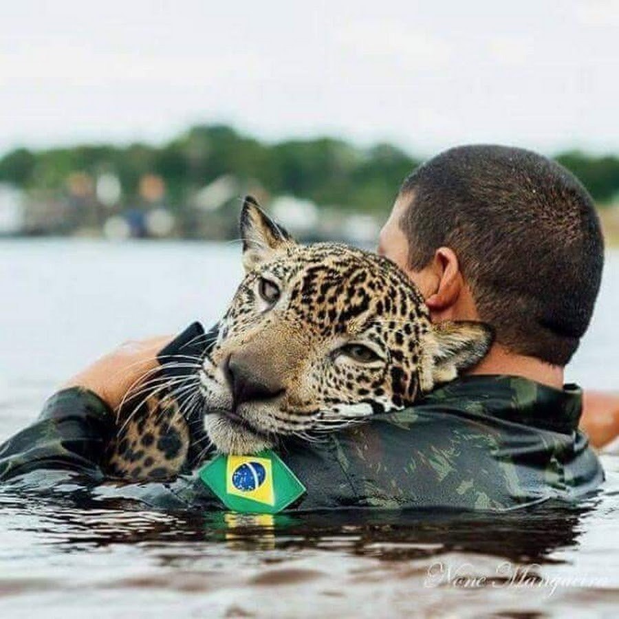 Люди хищные природы. Ягуар Джикитая Бразилия. Спасение диких животных. Спасение животных людьми.