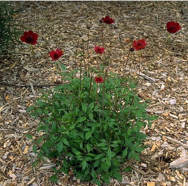 Cosmos atrosanguineus( )  ,  ,   - 2