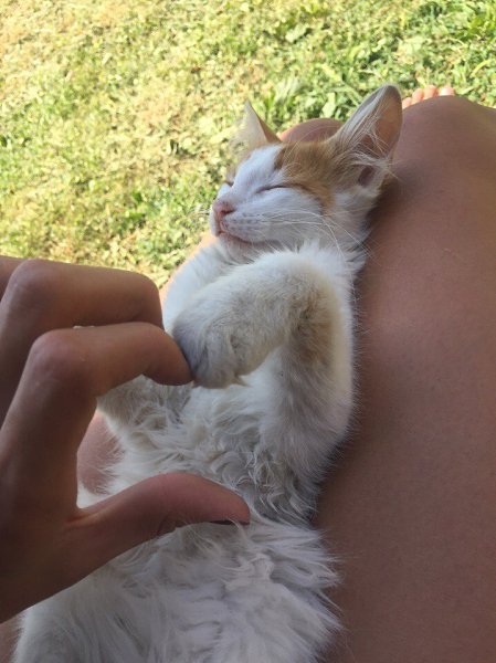 #Безкота_добро.Самые добрые и любящие те, которых мы подбираем либо тех, которых нам подбрасывают. ... - 3