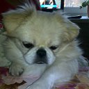 ���� ����, ���������, 61 ��� - ��������� 4 ������ 2017 � ������ ���� ����������