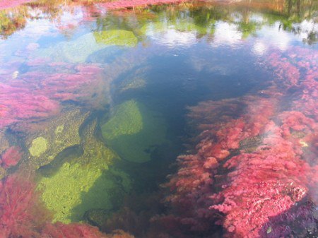   ().  (Cao Cristales)    ,    ... - 3