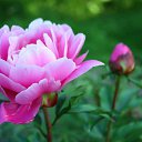  , -, 62  -  23  2017    