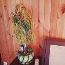 ���� Van�ka, ������, 35 ��� - ��������� 29 ������� 2017 � ������ ���� ����������