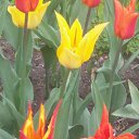  , -, 60  -  29  2017    