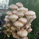 ���� ������, ������, 62 ���� - ��������� 24 �������� 2017 � ������ ������ �����