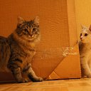 ���� �������, ��������� - ��������� 16 �������� 2017 � ������ ���� ����������