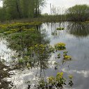  , , 36  -  3  2017    ( 2017)