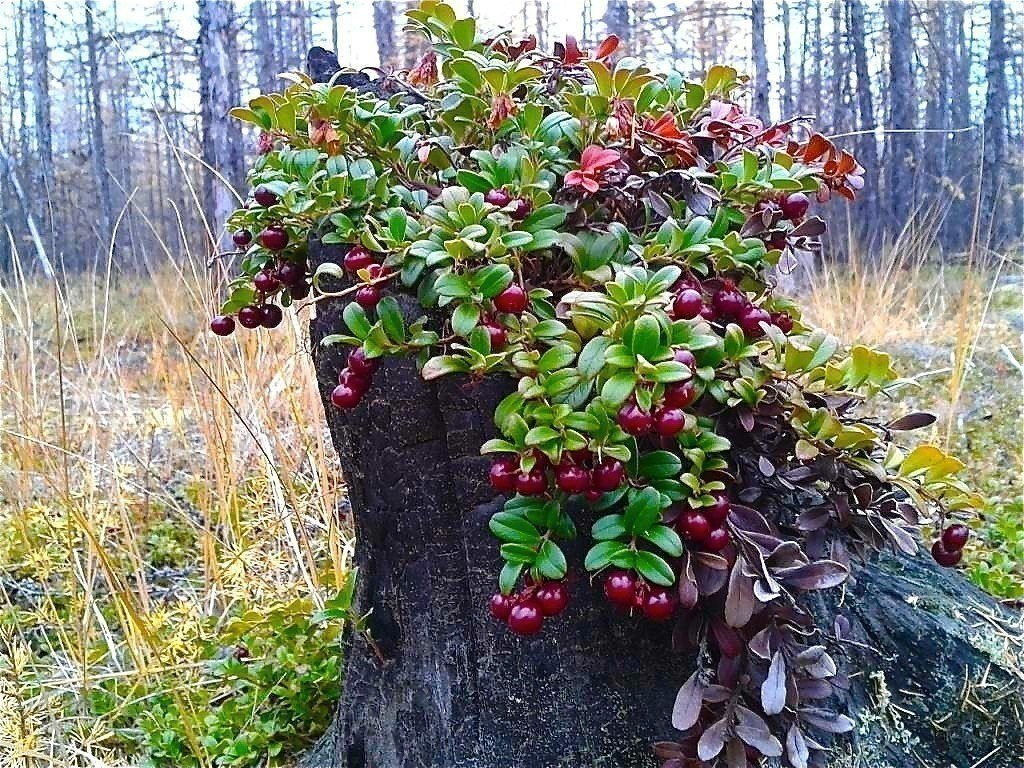 ������ �� ������. ��� ����� ��������... ��� ����� ���������