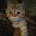 ���� ˸�����, �������, 62 ���� - ��������� 20 ���� 2017 � ������ ���� ����������