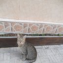  , , 60  -  30  2017   29.08.17.,  .