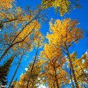  Nta-., - -  24  2017   .