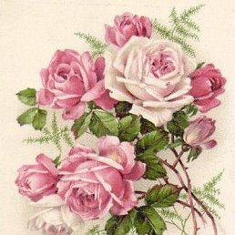 ����, ������, 66 ���