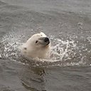 ���� �������, �������, 64 ���� - ��������� 20 ������� 2017 � ������ ���� ����������