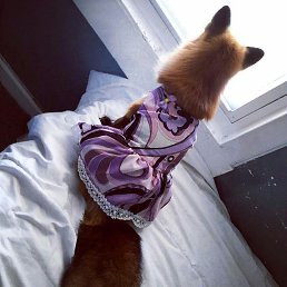 ����, ������, 37 ���