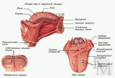 КАК ЗА 10 МИНУТ ИЗБАВИТЬСЯ ОТ ХРАПА НАДОЛГО! Знаете ли вы, что причиной храпа, как правило, является ...