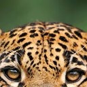 ���� �������, ����������, 52 ���� - ��������� 9 ������ 2017 � ������ ���� ����������