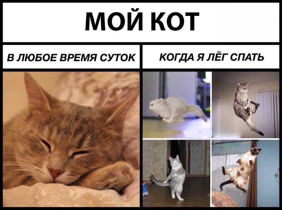 Мемы с котами и надписями очень смешные