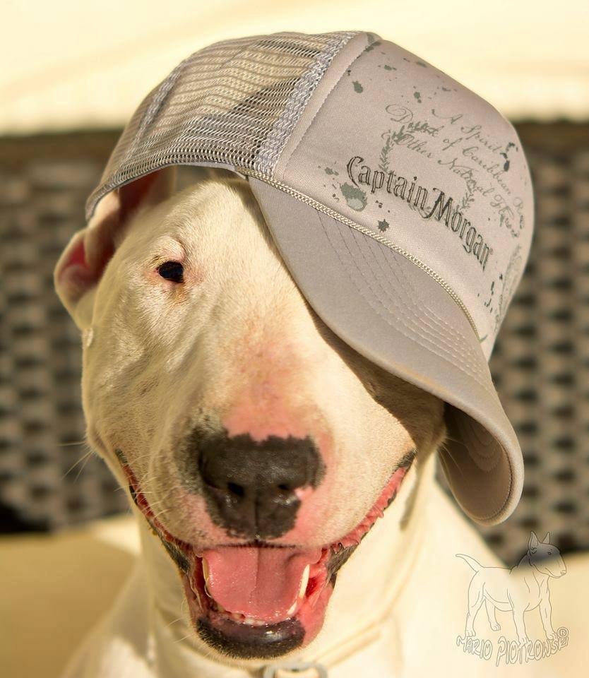 Английский бультерьер. - 17 октября 2017 в 13:42