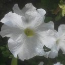 ���� ��������, ���������� �����, 36 ��� - ��������� 29 �������� 2017 � ������ ���� ����������