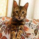 ���� ����� �������������, ������ ��������, 62 ���� - ��������� 25 �������� 2017 � ������ ���� ����������