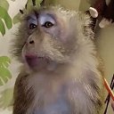 ���� Galina, �����-��������� - ��������� 23 �������� 2017 � ������ ���� ����������