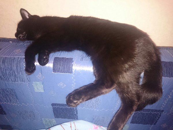 #Безкота_добро.Вот моя история. Принесли мне этого пушистика, когда ему еще не было и месяца - ... - 4