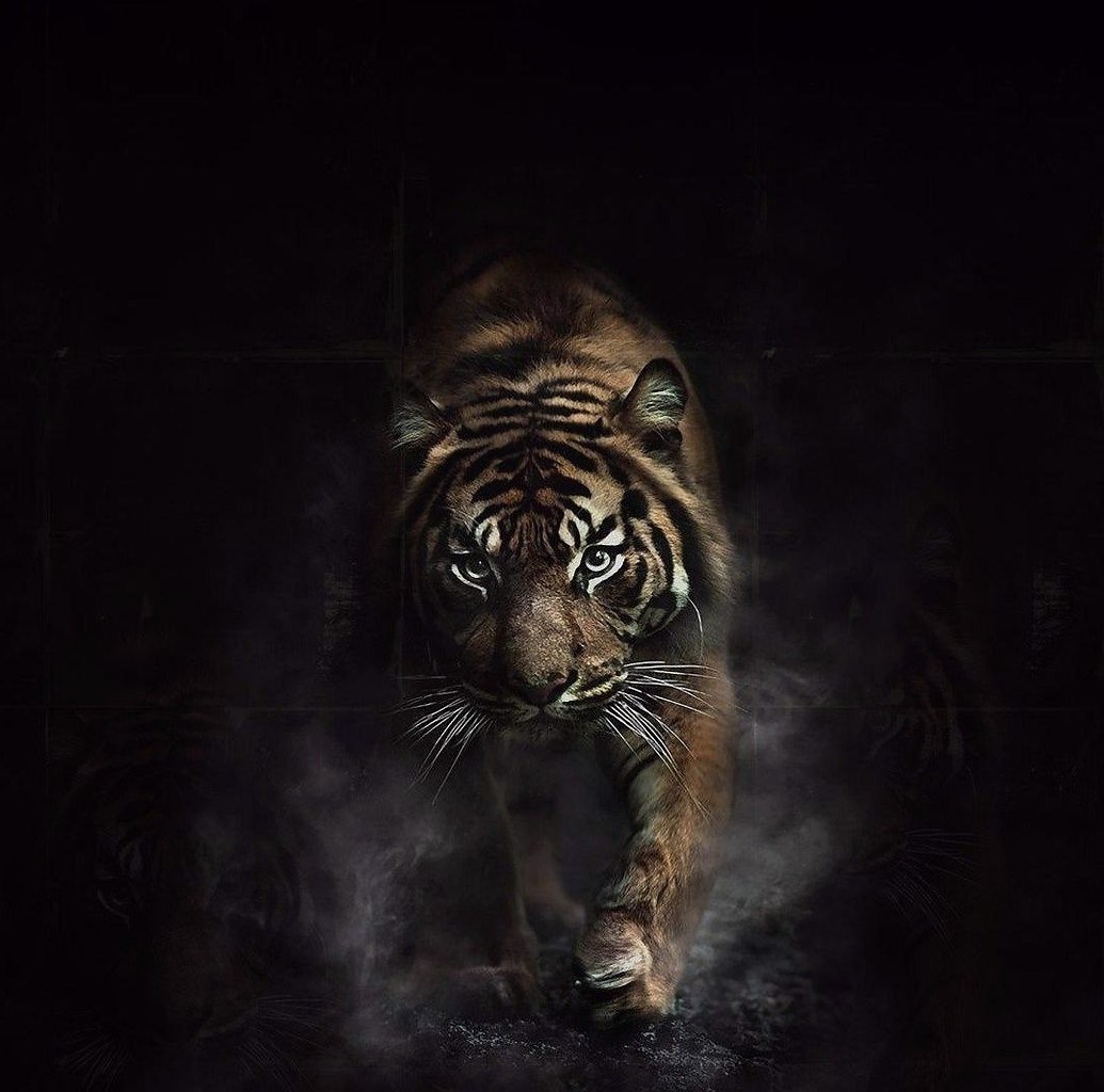 И стать сильнее есть и. Тигр арт. Тигр цитаты. Любая преграда лишь повод стать сильнее. Зеленый тигр на черном фоне.