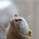  , , 49  -  12  2017   ...  )