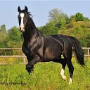 ���� ������, �����������, 75 ��� - ��������� 20 ���� 2017 � ������ ����Ȼ