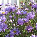 ���� ����, ������, 72 ���� - ��������� 15 ������ 2017