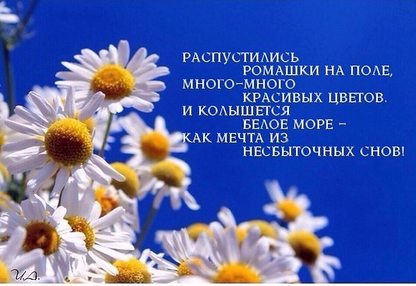 Убегу в ромашковое поле, от мирских забот и суеты. И вдыхая свежий ветер воли, зачаруюсь мигом ...