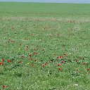 ���� �������, ������, 54 ���� - ��������� 20 ������ 2017