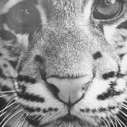 �����, �������, 63 ����