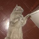 ���� �����, ���������, 45 ��� - ��������� 24 ������� 2017 � ������ ������