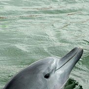 �������, 64 ����, �����-���������