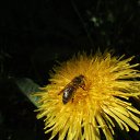  Nikolai, , 72  -  15  2017    