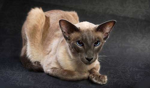 ПОРОДЫ КОШЕК, КОТОРЫЕ ПОДОЙДУТ ДЛЯ СЕМЬИ.Балийская кошкаБалийские кошки славятся своей грацией и ...