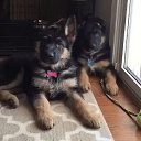 ���� ��������, ���������, 59 ��� - ��������� 12 ���� 2017 � ������ ���� ����������