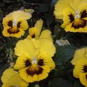 ���� Raisa, ��������� - ��������� 12 ������ 2017 � ������ �������