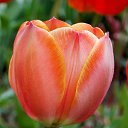 ��� 2017 �� ������� ���� ����������� (!) ��������)�