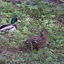 �������� �������) �� ������� ���� ����������