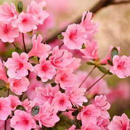 �����, ������