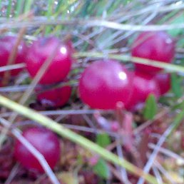 �������, �����-���������, 62 ����