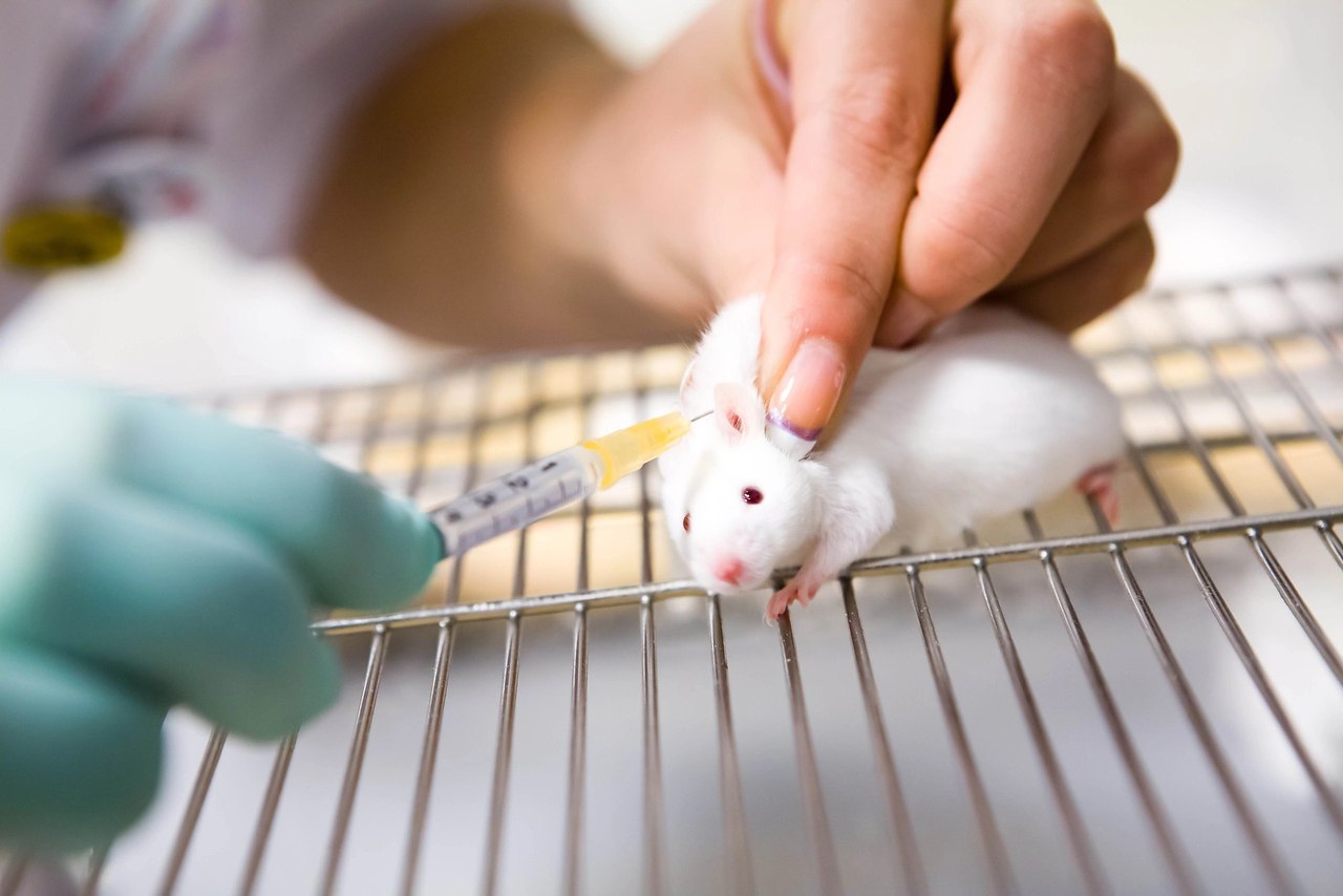 Вакцина мыши. Лабораторные мыши. Лабораторные животные. Заражение лабораторных животных.