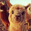 ���� ����, �������, 30 ��� - ��������� 7 ������ 2017 � ������ ������ ��������