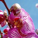  ,  -  15  2017       Ż